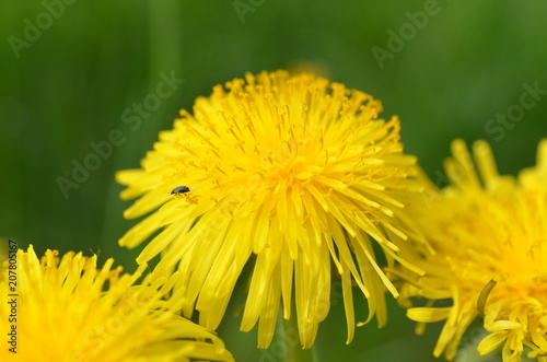 Mniszek lekarski, dojrzałe żółte kwiaty, Taraxacum officinale