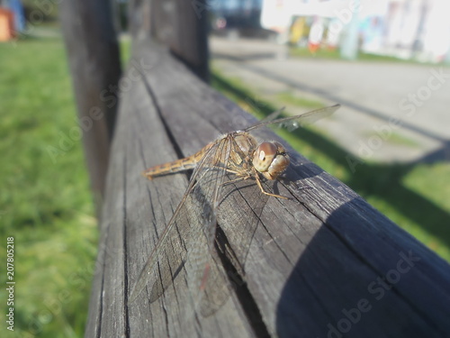 Ważka odpoczywająca na drewnianej belce.