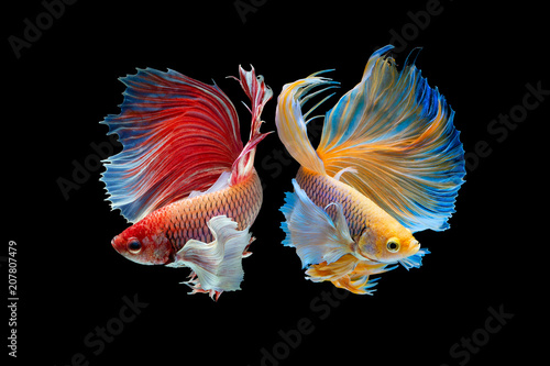 The moving moment beautiful of yellow and red half moon siamese betta fish or dumbo betta splendens fighting fish in thailand on isolated black background. Thailand called Pla-kad or big ear fish.