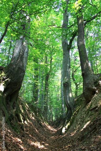 Szlak prowadzący przez leśny wąwóz, rezerwat przyrody Barania Góra, Polska