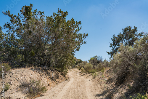 Growing desert brush living in the wilderness of California's Mojave Desert.