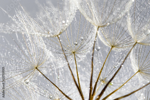 Dandelion Seeds in the drops of dew on a beautiful background.