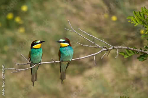 Wildlife photo - Bee eater sits on branch its natural environment, Sandberg, Slovakia, Europe