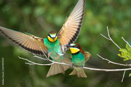 Wildlife photo - Bee eater sits on branch its natural environment, Sandberg, Slovakia, Europe