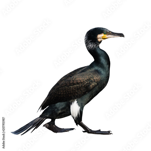 Portrait of an adult cormorant cormorant on a white background, The Netherlands