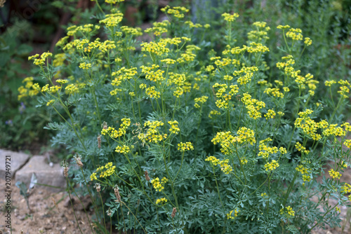 common rue or herb of grace (Ruta graveolens) herbal plant in the garden