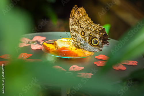 Gewöhnlicher Bananenfalter (caligo eurilochus) auf Obstteller duch Blattgrün beobachtet