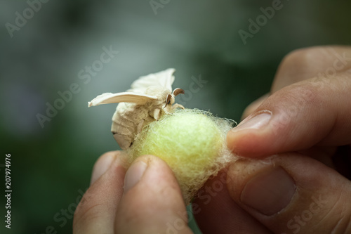 Makro eines in Händen gehaltenen Kokons mit einem Seidenspinner
