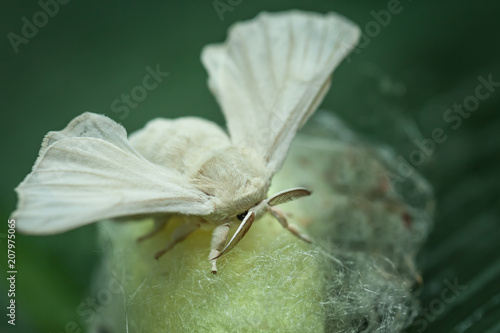 Seidenspinner (bombyx mori) auf dem Kokon sitzend