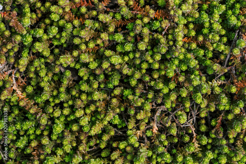 Small green succulents covered ground. Beautiful sedum in macro. Background of plants with copy space.