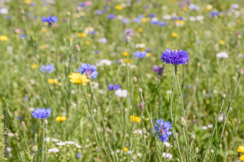 A field full of wild flowers on a summer day