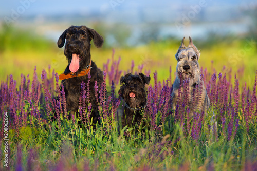 Riesen mittel zwerg schnauzer dog close up portrait in violet flowers