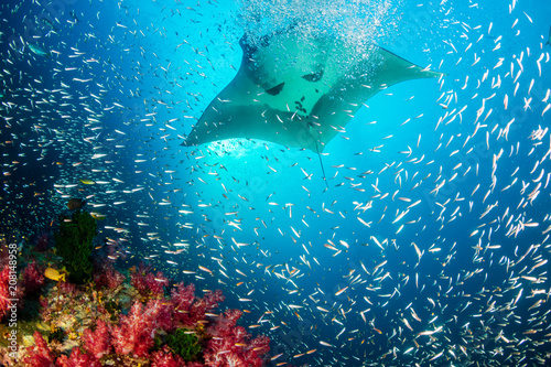 Huge Oceanic Manta Ray swimming over a colorful, healthy tropical coral reef