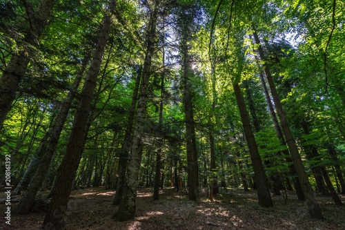 Umbra Forest is a natural reserve part of Gargano National Park and UNESCO World Heritage Site, Apulia, Italy