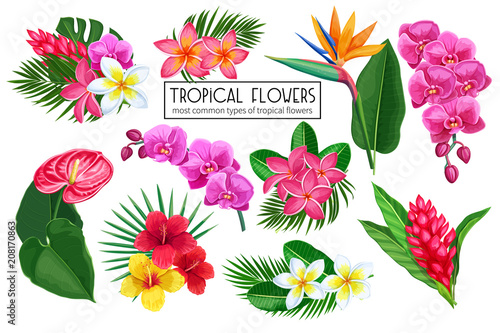 Vector set tropical flowers