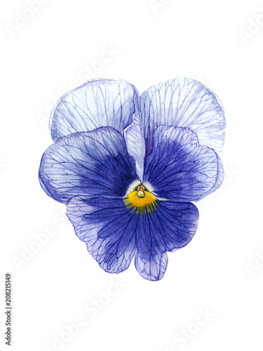Blue pansy flower. Watercolor hand painted pansy flower. Blue pansy flower can be used as print, postcard, invitation, greeting card, packaging design, sticker, textile and so on.
