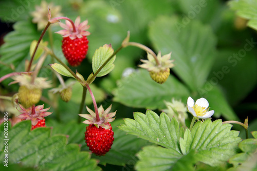 walderdbeeren