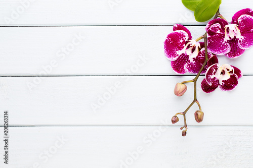 Orchid on a wooden background. Spa and wellnes scene.