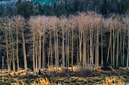 Birch Trees in Utah