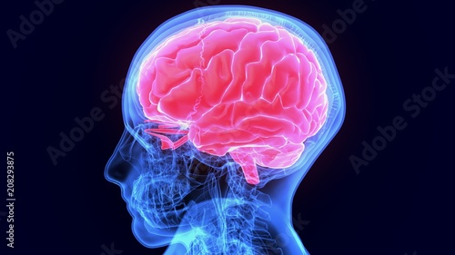 3d illustration of human body organ(brain anatomy) 