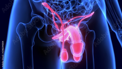 3D Illustration of Male Reproductive System with Detailed (Anterior View) 