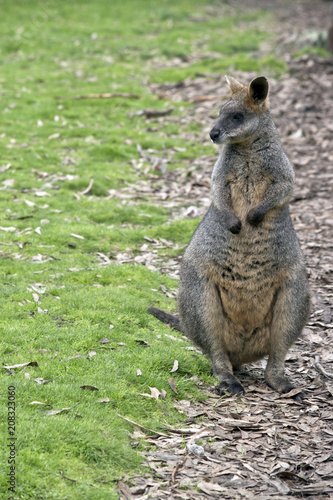 swamp wallaby