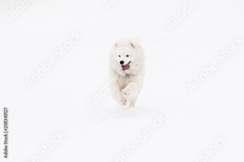 Dog Samoyed young active in the snow