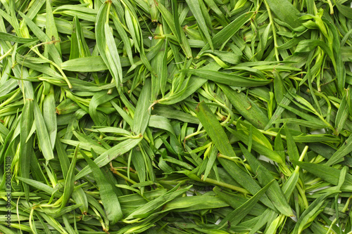 Tarragon leaves background. Tarragon leaves texture.( Artemisia dracunculus )