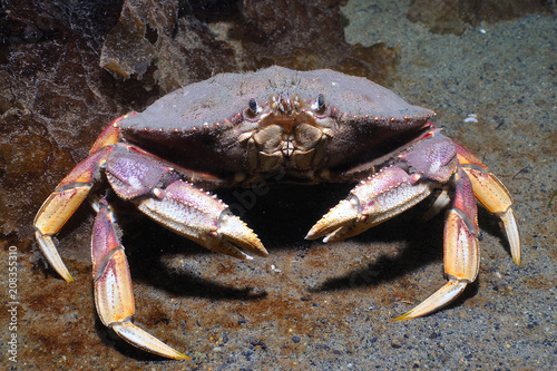 Dungeness crab