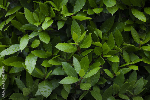 A Bay laurel tree with new leaves which are extensively used in culinary dishes across the world 