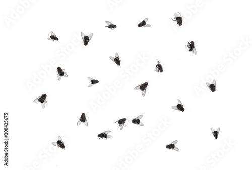 many dead flies isolated on white background