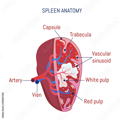 Spleen anatomy icon. Cartoon of spleen anatomy vector icon for web design isolated on white background