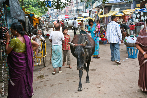The cow is walking along the center of a crowded street