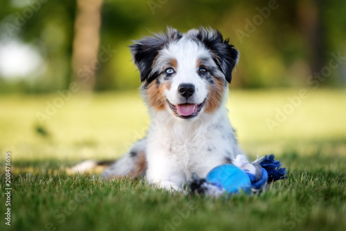 happy mini australian shepherd puppy lying down outdoors