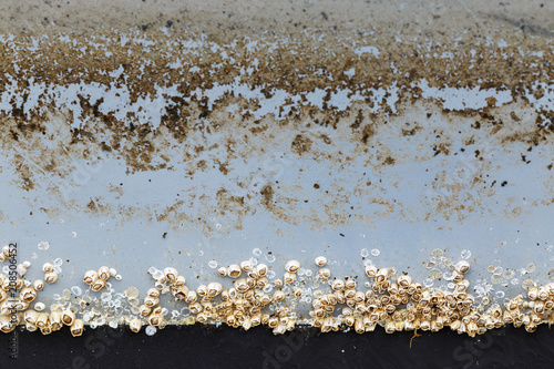 Close up of biological fouling (biofouling) on painted in blue and black vessel body