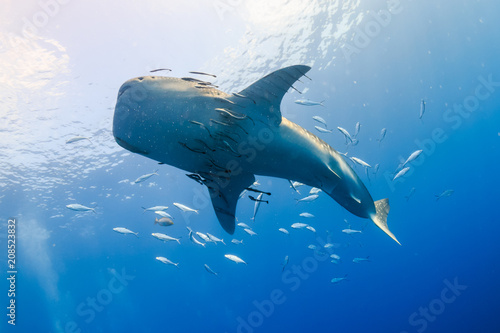 Huge Whale shark with remora and Cobia in a blue ocean