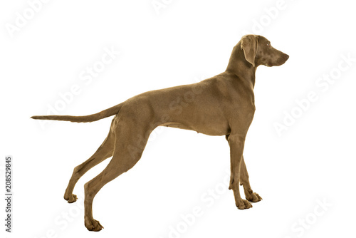 Young female weimaraner dog standing sideways full body isolated in white