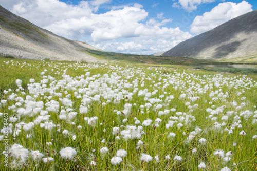 Field of white dandelions with mountains and blue cloudy sky at background