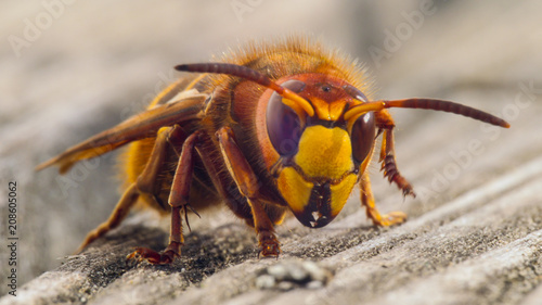 hornet sting close up details of fear inducing insect