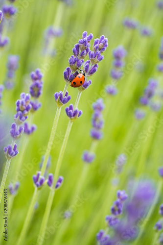 seven spotted ladybug climbing on the lavender flower on the lavender field