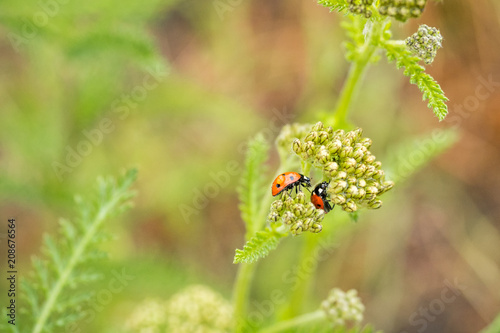 two ladybugs hiding between the two flowers gap.