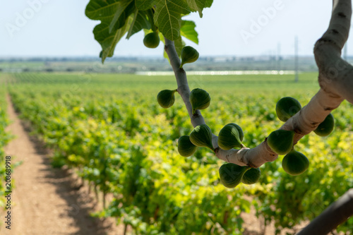 Fig tree on big vineyards with rows of wine grapes plants in great wine region of South Italy Apulia