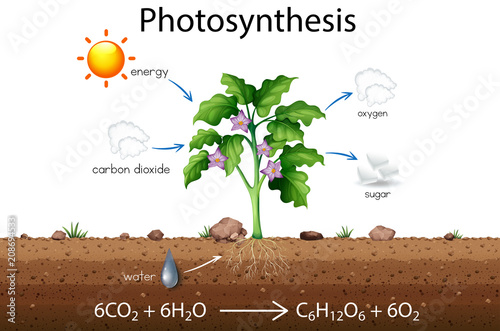 Photosynthesis explanation science diagram