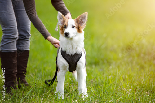 Junger Hund oder Welpe steht auf einer Wiese, Frau mit Leine steht daneben