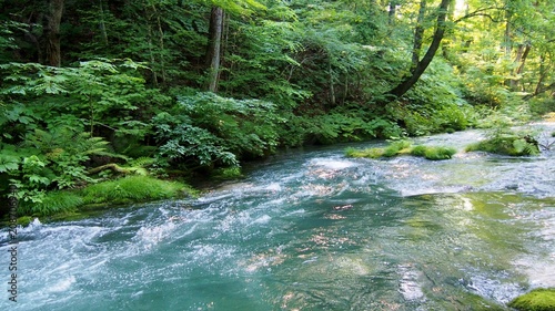 新緑の奥入瀬渓流