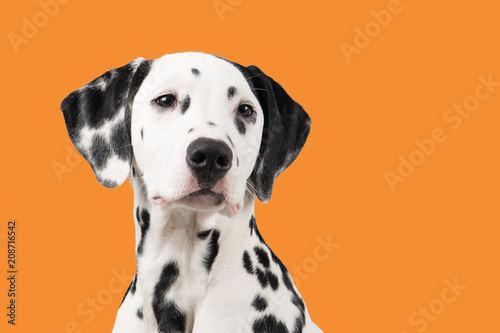 Dalmatian dog portrait on an orange background