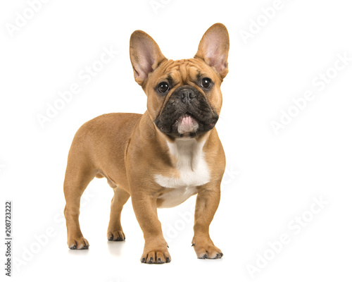 Brown french bulldog standing looking at camera on a white background