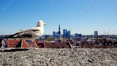 Panorama Tallina obserwowana przez Mewę - wyprawa do estońskiej stolicy, kraju w Europie Wschodniej