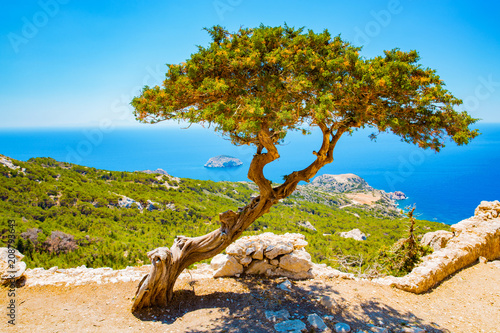 Stary drzewo przed morzem śródziemnomorskim na Rhodes wyspie, Grecja