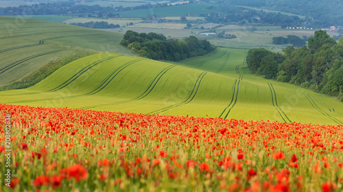 Poppy field in Sussex